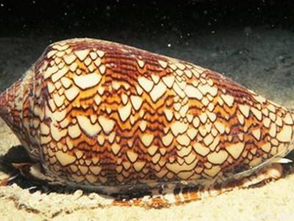 怎样分辨蜗牛有毒(图3)