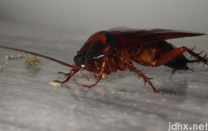 蟑螂会对杀蟑胶饵产生抗药性吗3