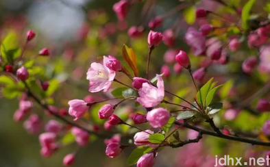 2022年武汉4月有樱花吗2