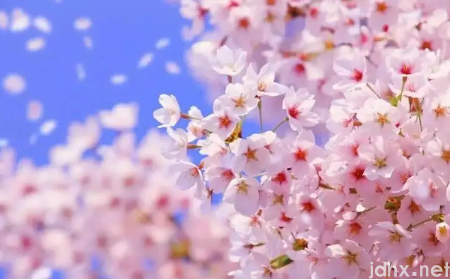 2022年武汉4月有樱花吗3