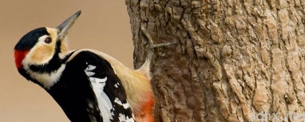 啄木鸟的动物美称是什么图片(图1)