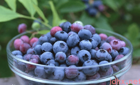 蓝莓一天吃多少为宜1