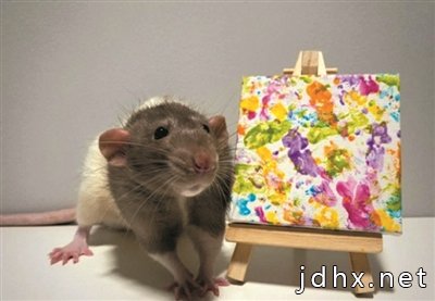 这是老鼠中的毕加索！ 它创作的抽象派画作网上供不应求 已赚了1200英镑
