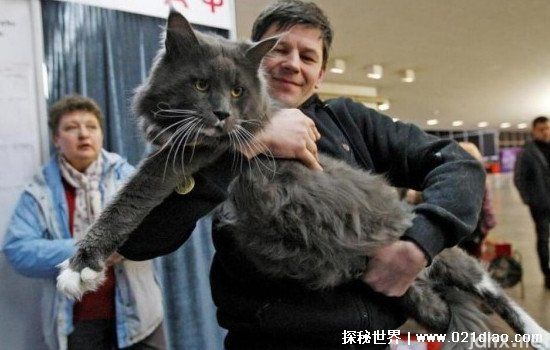 世界上最大的猫，缅因猫(身长可达1.23米/重达32斤)(图3)