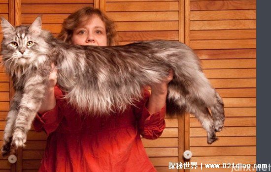 世界上最大的猫，缅因猫(身长可达1.23米/重达32斤)(图1)
