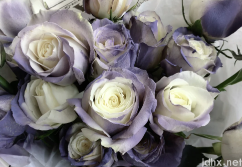 卡普里灰紫玫瑰多少钱一朵1