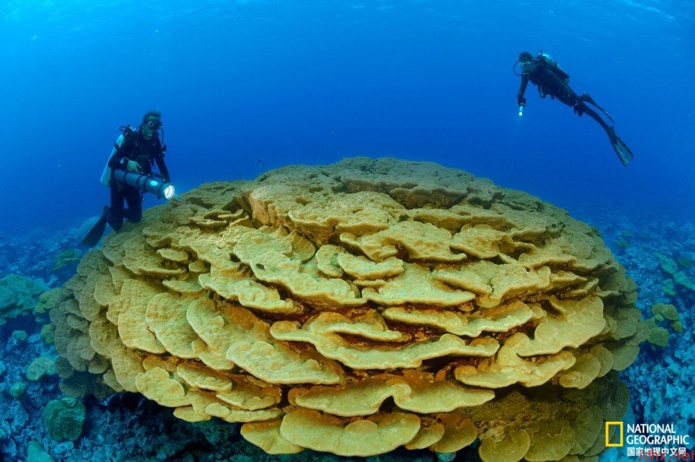 珊瑚为适应气候变化更换共生藻类