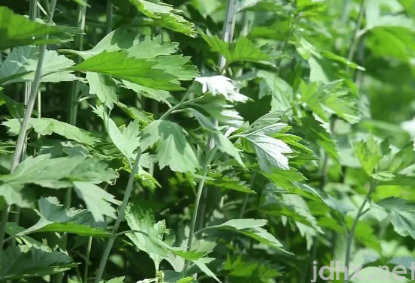 端午节挂艾草必须根部朝上吗3