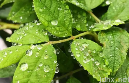 2022立夏有雨三伏热还是立夏无雨三伏热1