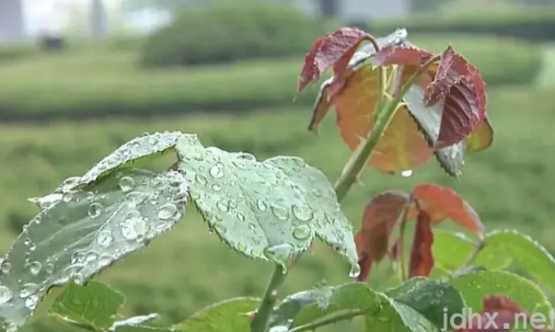 2022立夏有雨三伏热还是立夏无雨三伏热3