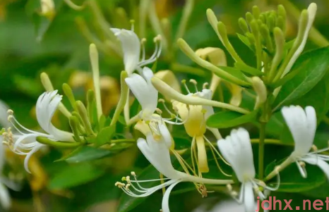 金银花怎么烘干1