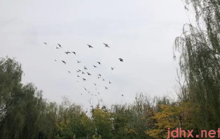 孤鸾年结婚好不好1