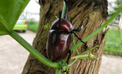 独角仙会飞吗2