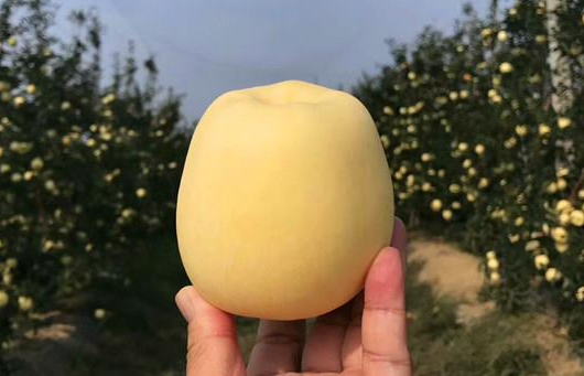 黄金维纳斯苹果是脆的还是面的2