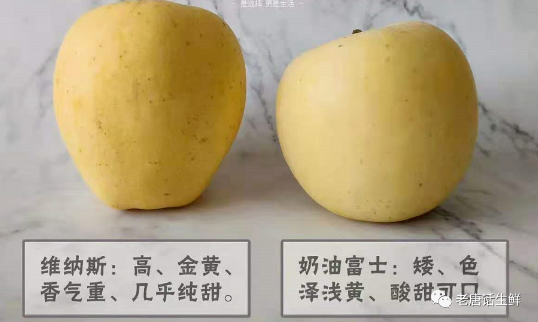 黄金维纳斯苹果和奶油富士是一个品种吗5