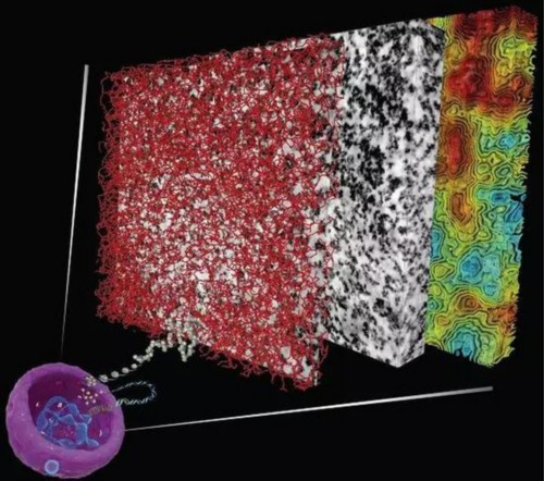  A new technique enables 3D visualization of chromatin （DNA plus associated proteins） structure and organization within a cell nucleus （purple， bottom left） by painting the chromatin with a metal cast and imaging it with electron microscopy （EM）。 The middle block shows the captured EM image data， the front block illustrates the chromatin organization from the EM data， and the rear block shows the contour lines of chromatin density from sparse （cyan and green） to dense （orange and red）。（图片来源：Salk Institute）