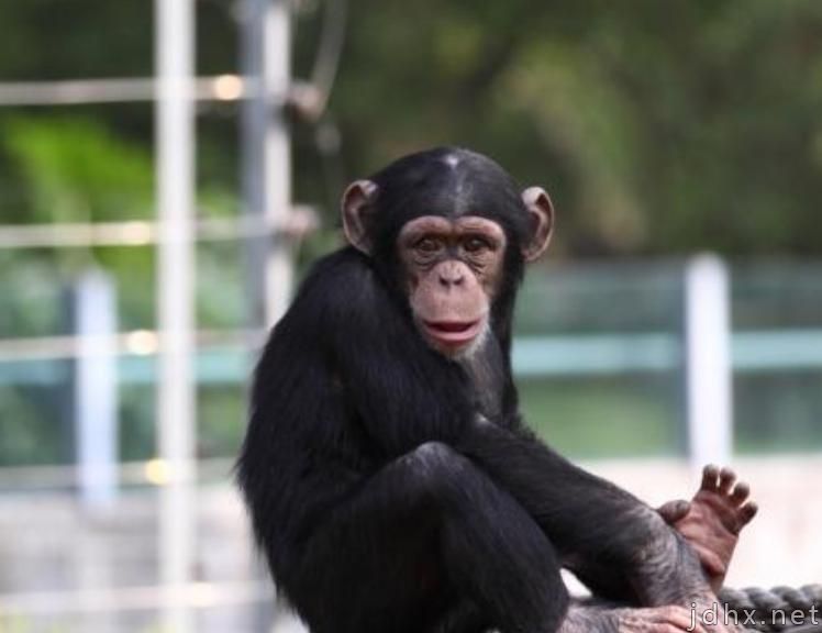 黑猩猩的智商相当于人类几岁，黑猩猩和大猩猩有哪些区别？(图1)