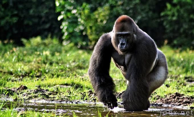 黑猩猩的智商相当于人类几岁，黑猩猩和大猩猩有哪些区别？(图5)