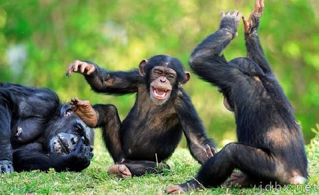 黑猩猩的智商相当于人类几岁，黑猩猩和大猩猩有哪些区别？(图4)